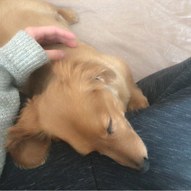 愛犬にとても癒されてました笑