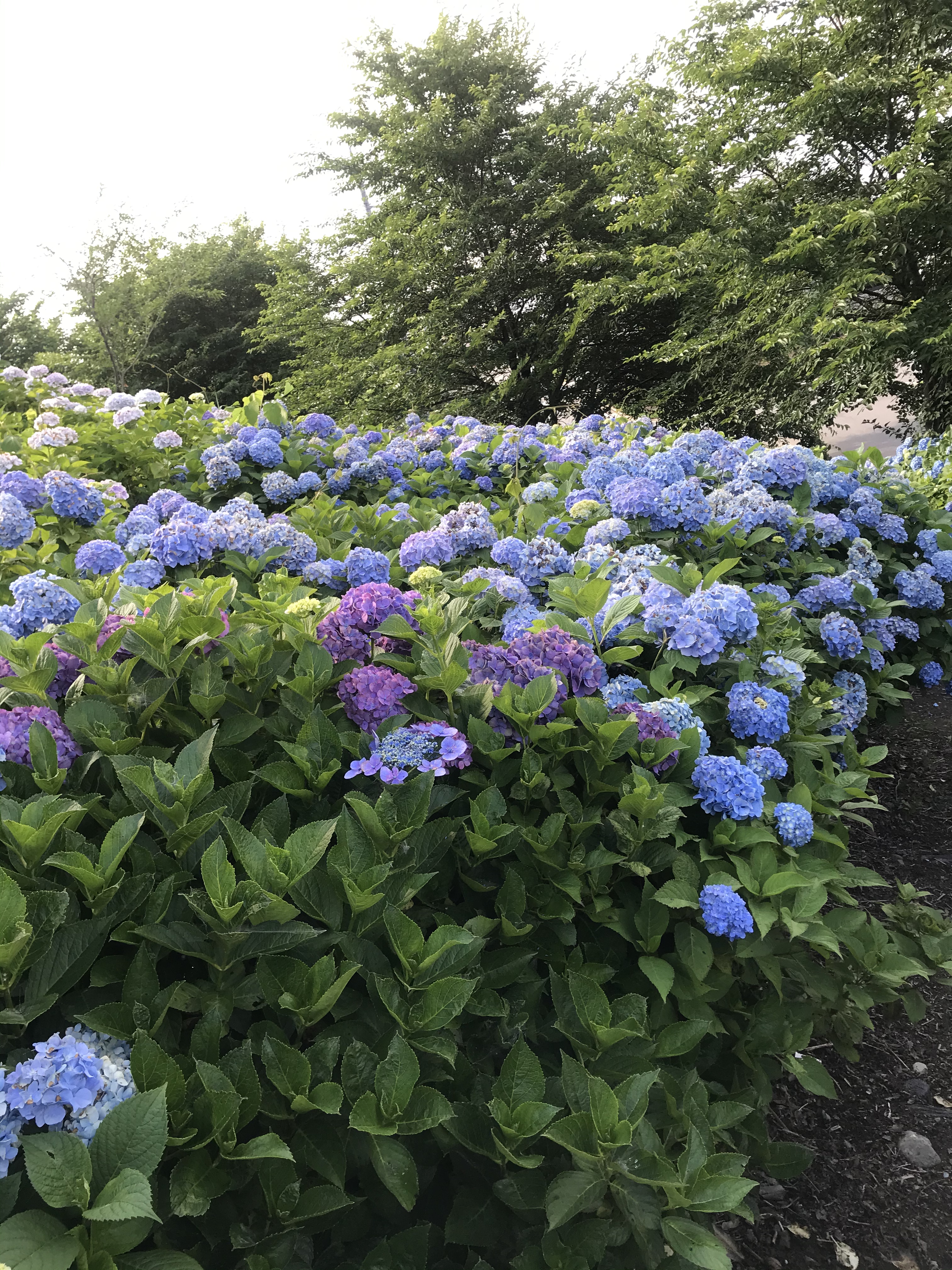 紫陽花💜💙